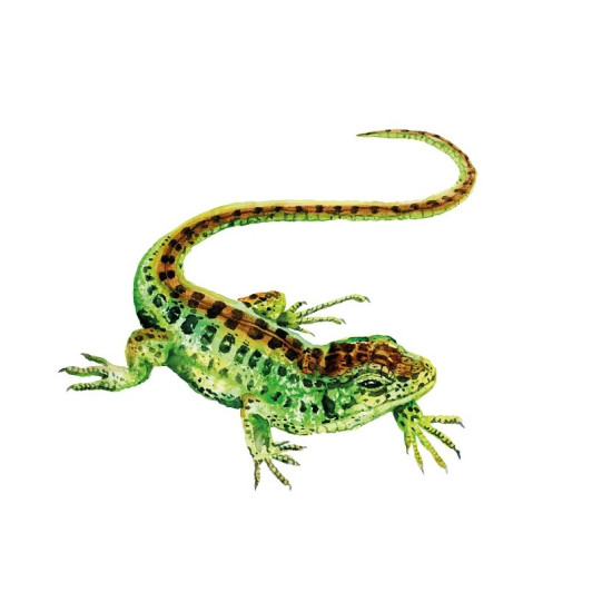 Gra Łąka (Meadow) PL