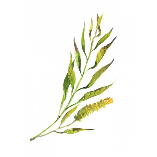 Gra Łąka (Meadow) PL